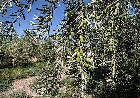 طرح جوان سازی باغات زیتون قزوین نیازمند جذب سرمایه گذار است