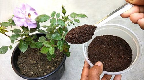 تهیه کود از تفاله چای برای گیاهان
