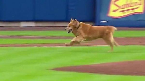 بازیگوشی یک سگ باعث ایجاد وقفه در مسابقه بیسبال شد