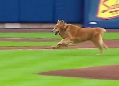 بازیگوشی یک سگ باعث ایجاد وقفه در مسابقه بیسبال شد