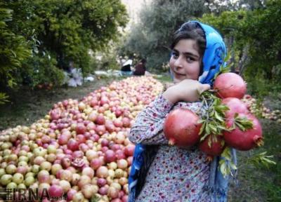 شهرهایی که قطب تولید انار در ایران هستند؛ یک انار و این همه خاطرخواه!