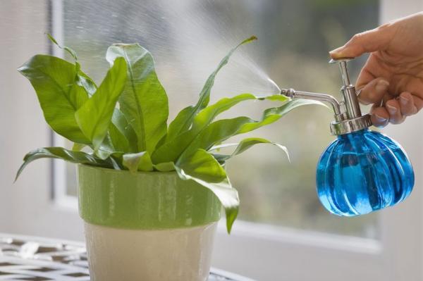چگونه در زمان سفر گیاهان خود را آبیاری کنیم؟
