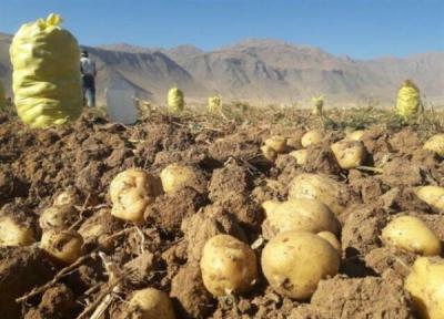 بیش از 138 هزارتن سیب زمینی در شهرستان قروه فراوری شد